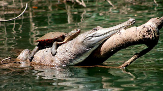 Illustration for article titled Sunday Crocodilian - Crocodylus johnstoni Edition